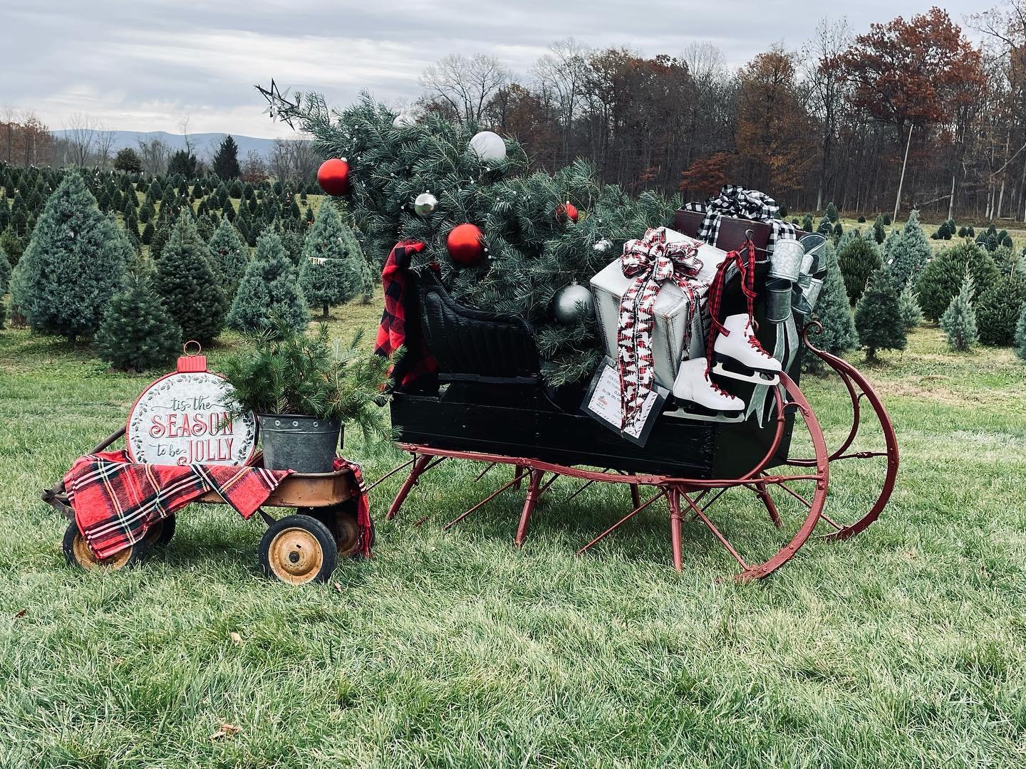 Moose Apple Christmas Tree Farm