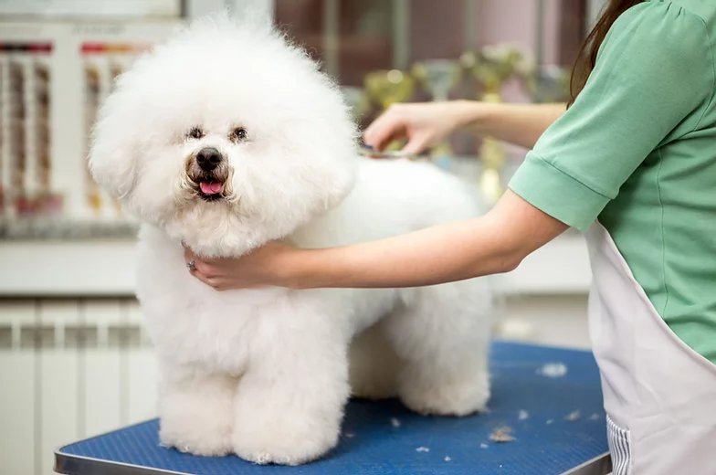 Dog Star Grooming