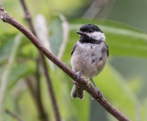 Backyard Bird Shop